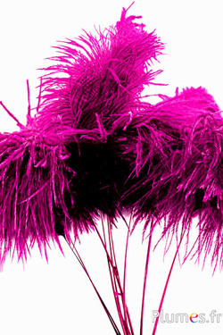 Panicule struisvogel - 35-40 cm - fuchsia-natuurlijk grijs